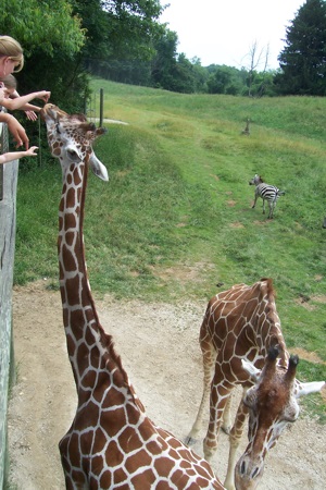 Giraffe feeding at Binder Park Zoo