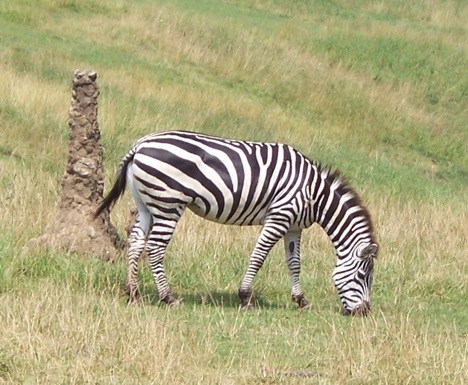 Grants zebra at Binder Park Zoo