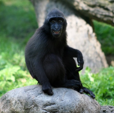 Sulawesi Crested Macaque (Macaca nigra), at the Buffalo Zoo