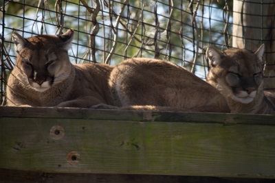 Cougars at Buttonwood Park Zoo