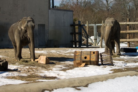 Asian elephants at Buttonwood Park Zoo