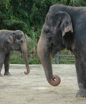Asian elephants at Central Florida Zoo and Botanical Gardens in Sanford, Florida