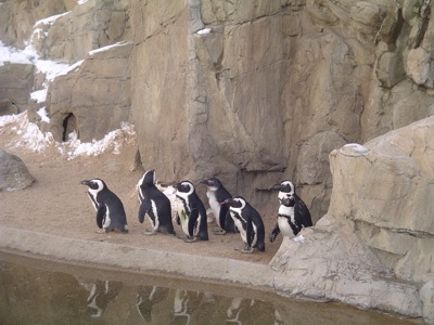Penguins at Denver Zoo