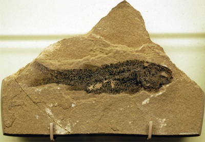 Hulettia fossil at the New Mexico Museum of Natural History and Science