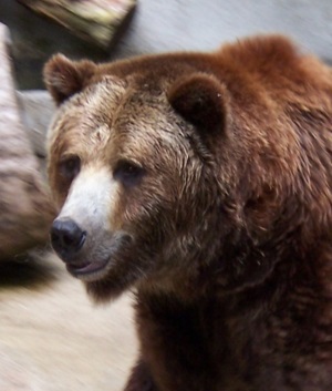 Grizzly bear at John Ball Zoo