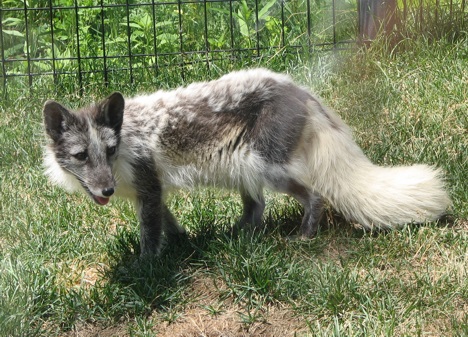 Arctic fox at Potters Park