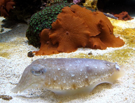 Seattle Aquarium